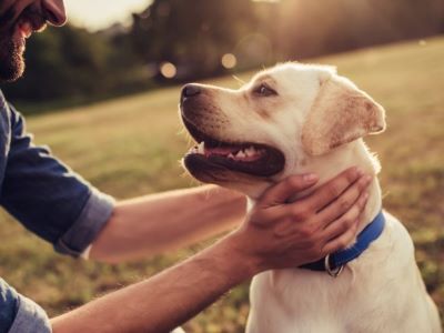 benefit of having a dog benefit of having a dog