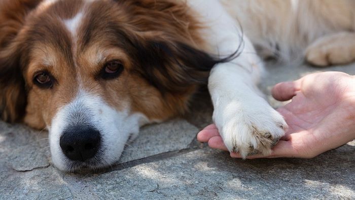 Why Do Dogs Chew Their Paws Why Do Dogs Chew Their Paws
