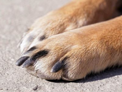 dog paw dog paw