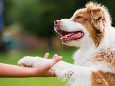 dog playing dog playing