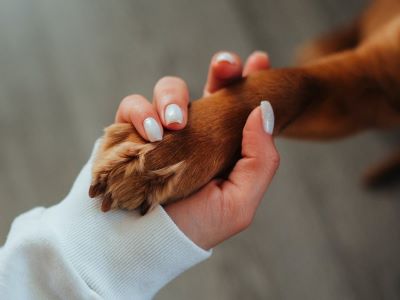 dog playing dog playing