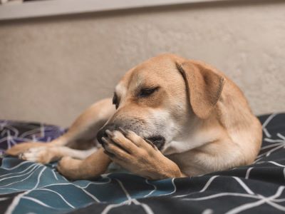 dog licking paw dog licking paw