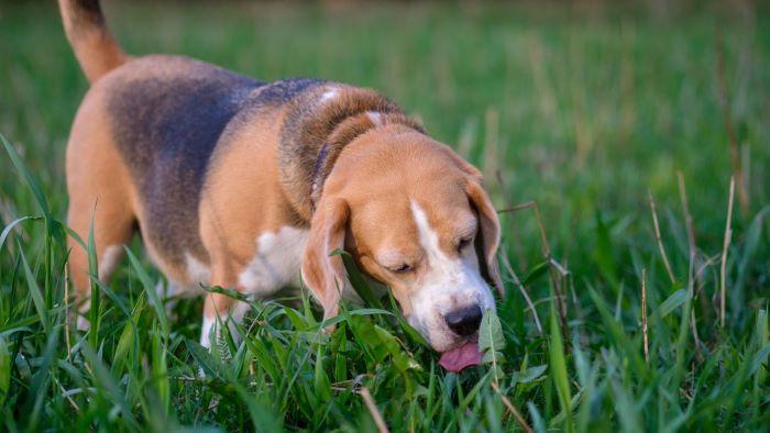 Why Do Dogs Eat Grass? Pica Disorder in Dogs - WeWantDogs - Treating A Dog With A Grass Eating Disorder