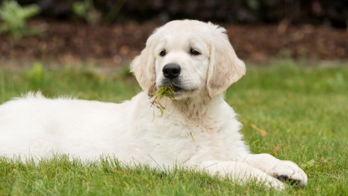 why do dogs eat grass why do dogs eat grass