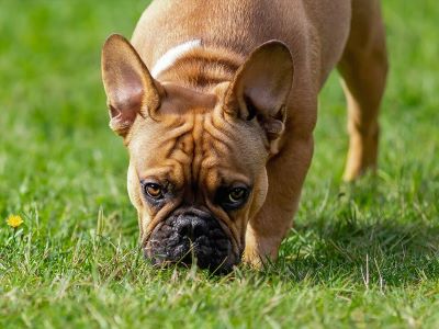 dog eating grass dog eating grass