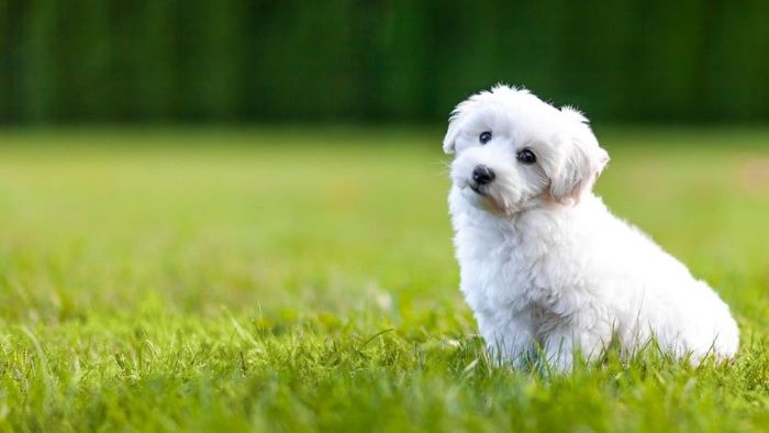 Why Does Dog Pee Kill Grass Why Does Dog Pee Kill Grass