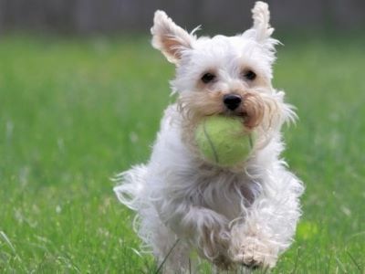 Why Does Dog Pee Kill Grass Why Does Dog Pee Kill Grass