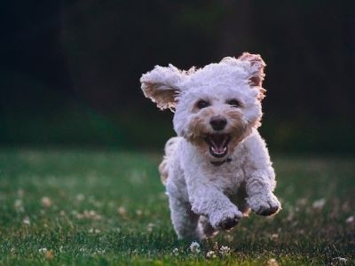 dog running on the grass dog running on the grass