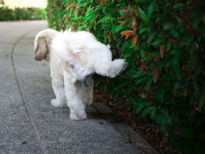 dog peeing in the garden dog peeing in the garden