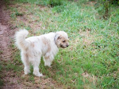 Why Does Dog Pee Kill Grass Why Does Dog Pee Kill Grass