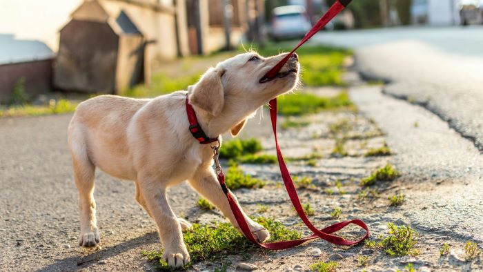 why does a dog bite his lead when walking? why does a dog bite his lead when walking?