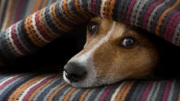why won't my dog go out in the rain? why won't my dog go out in the rain?