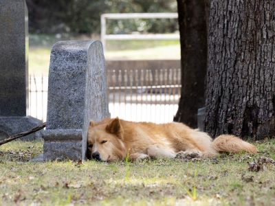 dog buried in a garden dog buried in a garden