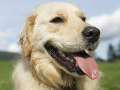 dog panting due to over exercise