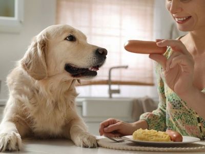 dog eating a sausage dog eating a sausage