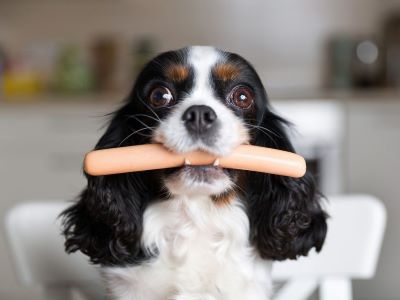 dog eating a sausage dog eating a sausage