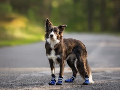 dog wearing boots dog wearing boots