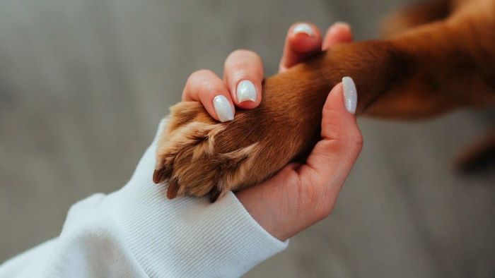 how to clean dog paws how to clean dog paws