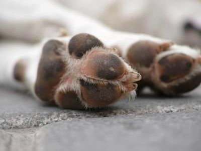 dog paws dog paws