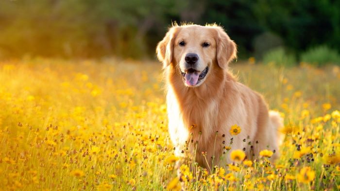 what is ivdd in dogs what is ivdd in dogs