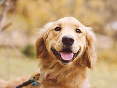 what is ivdd in dogs what is ivdd in dogs