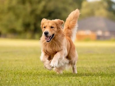 dog running dog running
