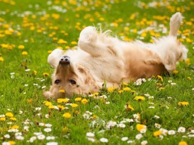 what is ivdd in dogs what is ivdd in dogs