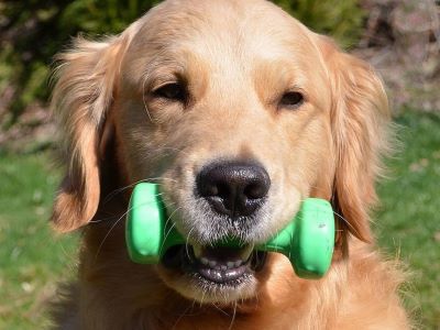 happy dog happy dog