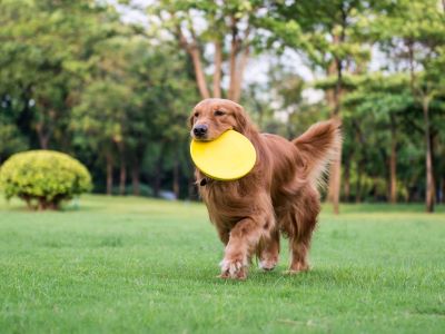 dog playing with plate