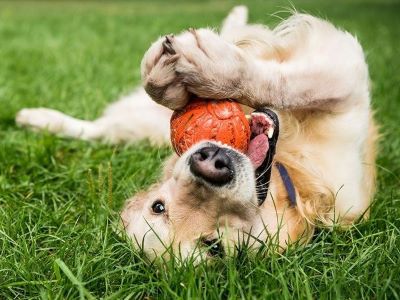 dog playing with a ball dog playing with a ball