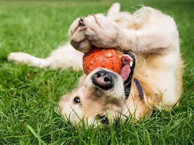 dog playing with a ball