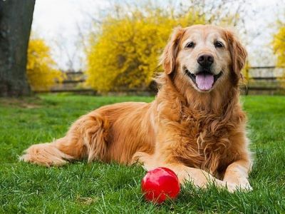 happy dog happy dog