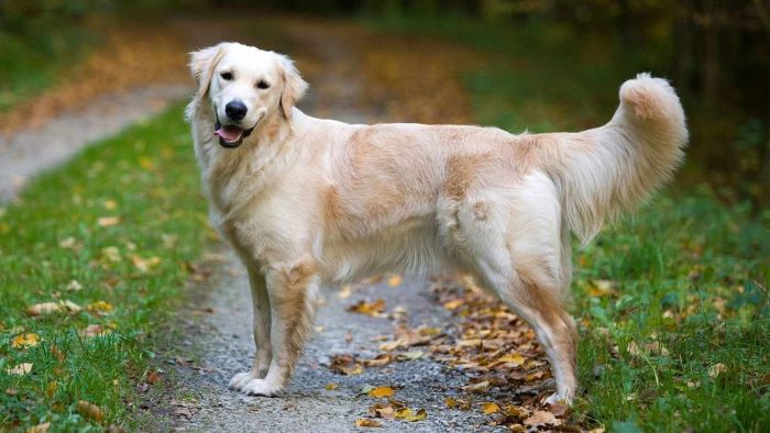 What Is IVDD in Dogs? Insights - WeWantDogs