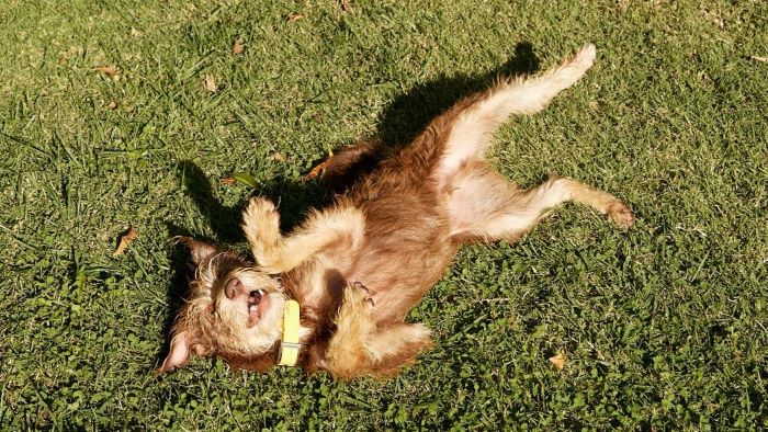 Why do dogs roll in the grass?