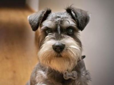 aggressive schnauzer aggressive schnauzer