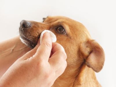 cleaning dog eye with wet cloth