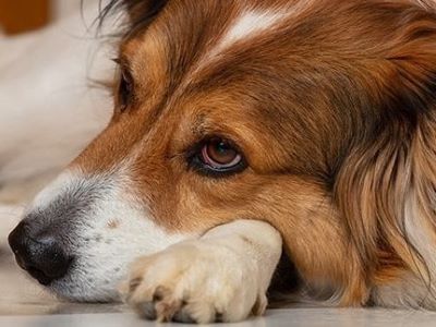 dog affected with eye infection dog affected with eye infection