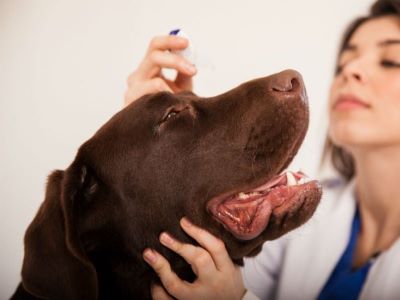 vet checking dog for conjunctivitis