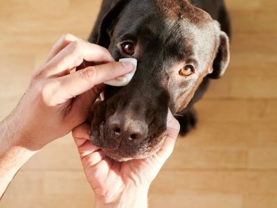 cleaning dog eye with wet cloth cleaning dog eye with wet cloth