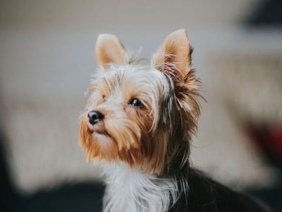 Conjunctivitis in Dogs Conjunctivitis in Dogs