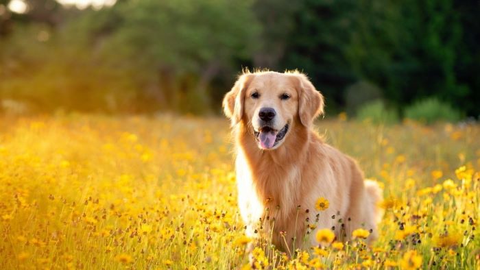 Do Dogs Have a Good Memory Do Dogs Have a Good Memory