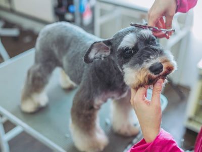 grooming a schnauzer grooming a schnauzer