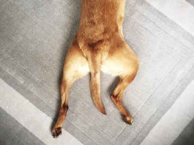 dog with mobility issue dog with mobility issue