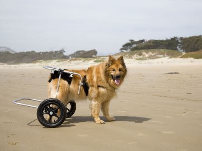 dog with mobility issue dog with mobility issue