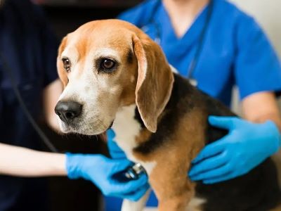 Hip Dysplasia in Dogs Hip Dysplasia in Dogs