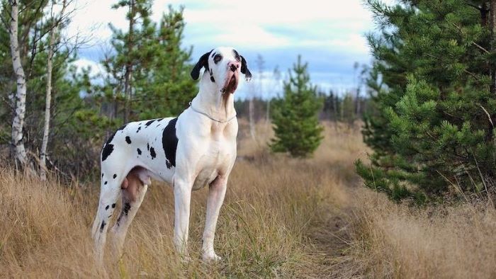 How Big Is a Dog’s Brain