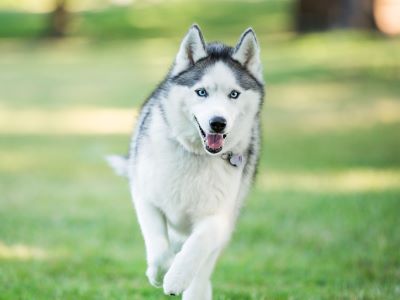 How Big Is a Dog’s Brain