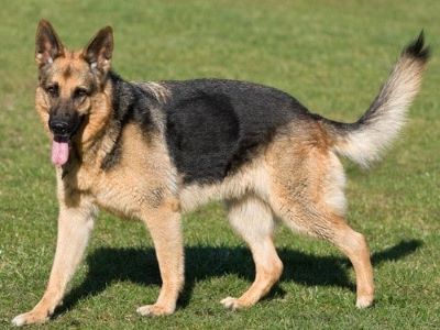 german shepherd playing in the park