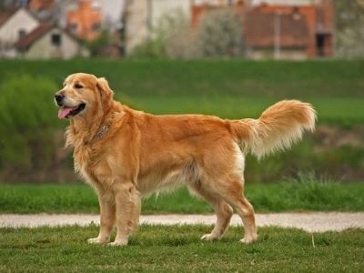 golden retriever playing in the park