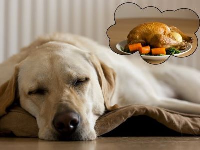 dog dreaming about food